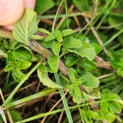 Stachys arvensis at Cooleman Ridge - 16 Jan 2024 07:41 PM