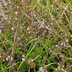 Stachys arvensis at Cooleman Ridge - 16 Jan 2024 07:41 PM