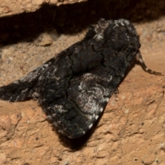 Aedia leucomelas acronyctoides (Eastern Alchymist, Sweet Potato Leaf Worm or Sorcerer) at Higgins, ACT - 10 Jan 2024 by AlisonMilton