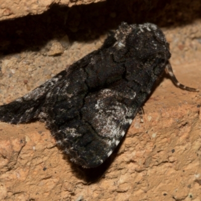 Aedia leucomelas acronyctoides (Eastern Alchymist, Sweet Potato Leaf Worm or Sorcerer) at Higgins, ACT - 10 Jan 2024 by AlisonMilton