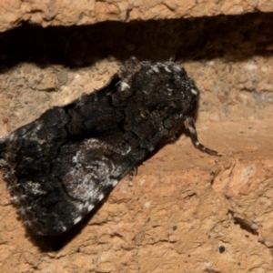 Aedia leucomelas acronyctoides at Higgins, ACT - 10 Jan 2024