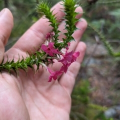 Woollsia pungens (Snow Wreath) at Beecroft Peninsula, NSW - 16 Jan 2024 by WalterEgo