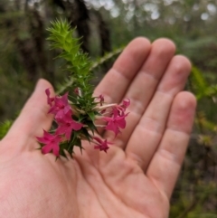 Woollsia pungens at Beecroft Peninsula, NSW - 16 Jan 2024 03:21 PM