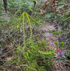 Woollsia pungens at Beecroft Peninsula, NSW - 16 Jan 2024 03:21 PM