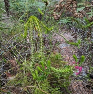 Woollsia pungens at Beecroft Peninsula, NSW - 16 Jan 2024 03:21 PM