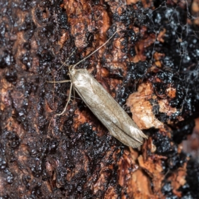 Unidentified Concealer moth (Oecophoridae) at Higgins Woodland - 16 Nov 2023 by AlisonMilton