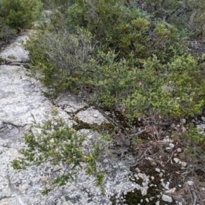 Leptospermum rotundifolium at Beecroft Peninsula, NSW - suppressed