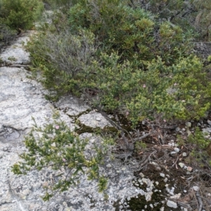 Leptospermum rotundifolium at Beecroft Peninsula, NSW - 16 Jan 2024