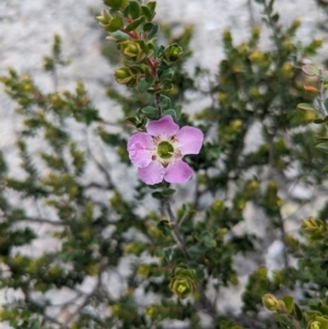 Leptospermum rotundifolium at Beecroft Peninsula, NSW - suppressed