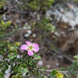 Leptospermum rotundifolium at Beecroft Peninsula, NSW - suppressed