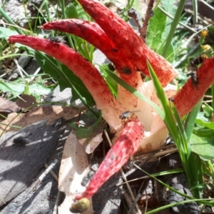 Clathrus archeri at Yaouk, NSW - 7 Jan 2024