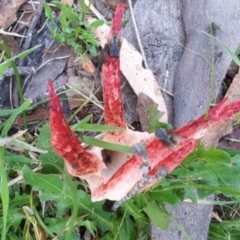 Clathrus archeri at Yaouk, NSW - suppressed