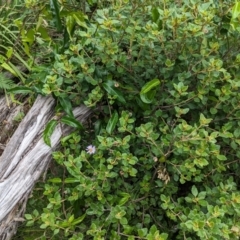 Olearia tomentosa (Toothed Daisy Bush) at Beecroft Peninsula, NSW - 16 Jan 2024 by WalterEgo