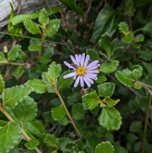 Olearia tomentosa at Jervis Bay Marine Park - 16 Jan 2024 02:50 PM