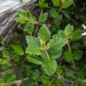 Olearia tomentosa at Jervis Bay Marine Park - 16 Jan 2024 02:50 PM