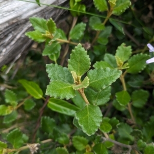 Olearia tomentosa at Jervis Bay Marine Park - 16 Jan 2024