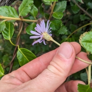 Olearia tomentosa at Jervis Bay Marine Park - 16 Jan 2024 02:50 PM
