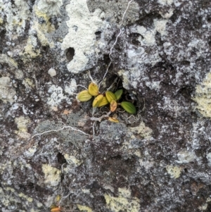 Dockrillia linguiformis at Beecroft Peninsula, NSW - 16 Jan 2024