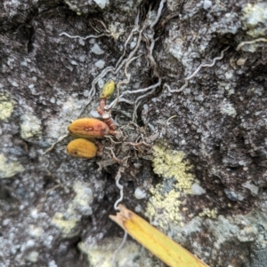 Dockrillia linguiformis at Beecroft Peninsula, NSW - 16 Jan 2024