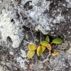 Dockrillia linguiformis at Beecroft Peninsula, NSW - 16 Jan 2024