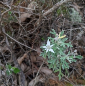 Actinotus helianthi at Beecroft Peninsula, NSW - 16 Jan 2024