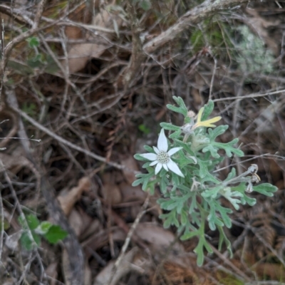 Actinotus helianthi (Flannel Flower) at Beecroft Peninsula, NSW - 16 Jan 2024 by WalterEgo