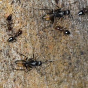 Camponotus aeneopilosus at Higgins, ACT - 4 Dec 2023 09:28 AM