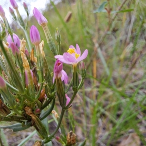 Centaurium tenuiflorum at The Fair, Watson - 16 Jan 2024