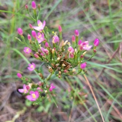 Centaurium tenuiflorum at The Fair, Watson - 16 Jan 2024