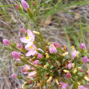 Centaurium tenuiflorum at The Fair, Watson - 16 Jan 2024