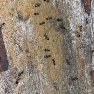 Crematogaster sp. (genus) at Higgins, ACT - 4 Dec 2023