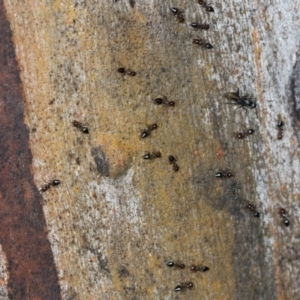 Crematogaster sp. (genus) at Higgins, ACT - 4 Dec 2023