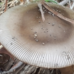 Amanita sp. (Amanita sp.) at Yaouk, NSW - 7 Jan 2024 by Janet