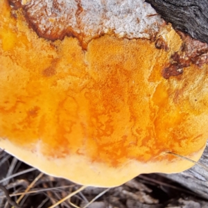 Piptoporus australiensis at Mount Majura - 16 Jan 2024