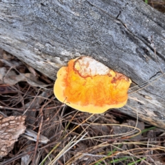 Piptoporus australiensis at Mount Majura - 16 Jan 2024