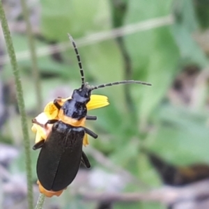 Chauliognathus lugubris at Yaouk, NSW - 15 Jan 2024