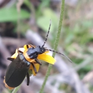 Chauliognathus lugubris at Yaouk, NSW - 15 Jan 2024