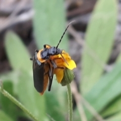 Chauliognathus lugubris at Yaouk, NSW - suppressed