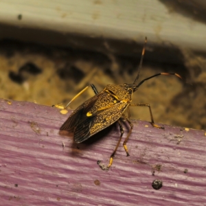 Poecilometis strigatus at QPRC LGA - 16 Jan 2024