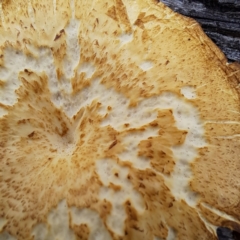 Lentinus arcularius (Fringed Polypore) at Mount Majura - 16 Jan 2024 by abread111