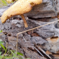 Lentinus arcularius at Mount Majura - 16 Jan 2024