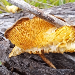 Lentinus arcularius at Mount Majura - 16 Jan 2024