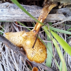 Lentinus arcularius (Fringed Polypore) at Watson, ACT - 16 Jan 2024 by abread111