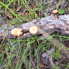 Lentinus arcularius at Mount Majura - 16 Jan 2024