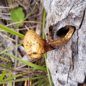 Lentinus arcularius at Mount Majura - 16 Jan 2024