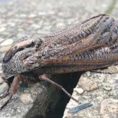 Endoxyla (genus) (Unknown Wood Moth) at Australian National University - 11 Jan 2024 by DT10001