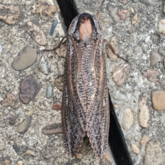 Endoxyla (genus) at Australian National University - 11 Jan 2024