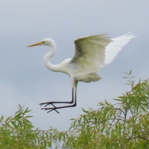 Ardea alba at Jerrabomberra Wetlands - 16 Jan 2024