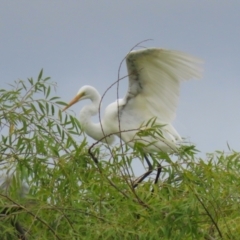 Ardea alba at Jerrabomberra Wetlands - 16 Jan 2024 01:28 PM