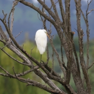 Ardea alba at Jerrabomberra Wetlands - 16 Jan 2024 01:28 PM